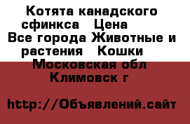 Котята канадского сфинкса › Цена ­ 15 - Все города Животные и растения » Кошки   . Московская обл.,Климовск г.